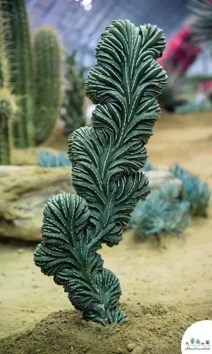 Myrtillocactus geometrizans forma cristata succulent