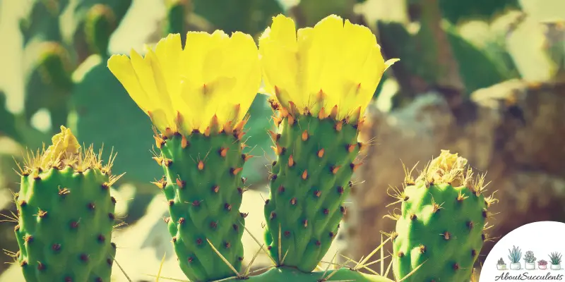 Opuntia engelmannii var lindheimeri succulent