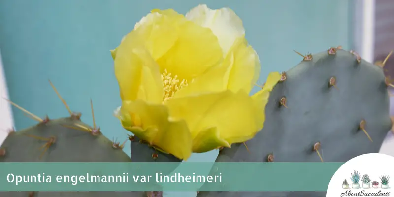 Opuntia engelmannii var lindheimeri