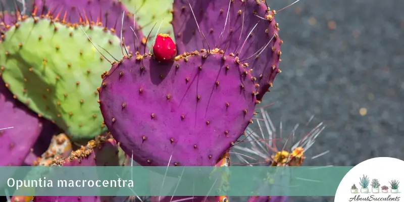 Opuntia macrocentra