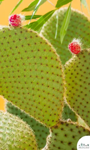 Opuntia ‘Orange Chiffon’ succulent