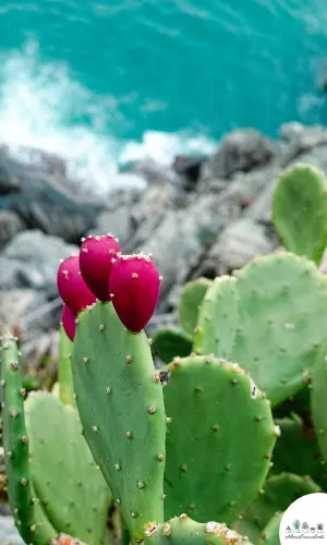 Opuntia ‘Pink Frost’ succulent