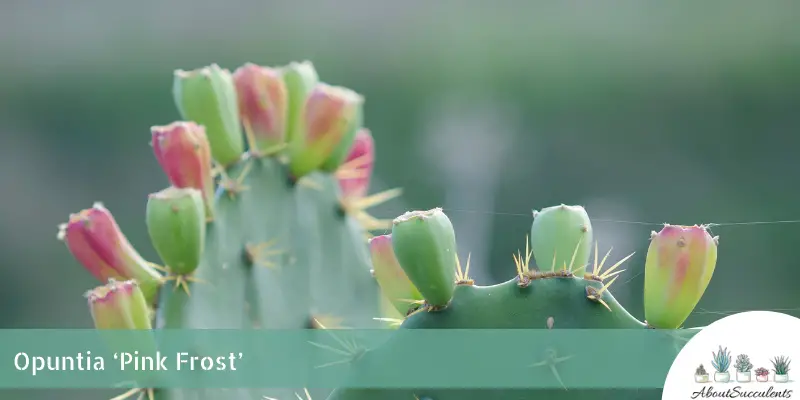 Opuntia ‘Pink Frost’