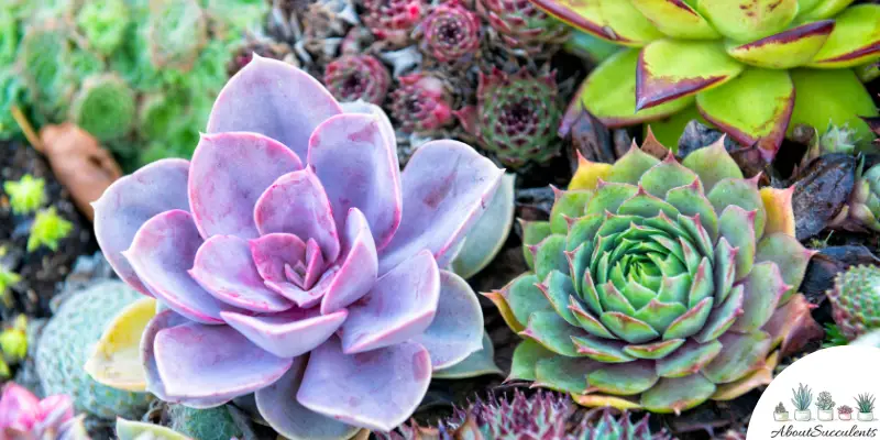 Outdoor Succulent Ideas And Designs