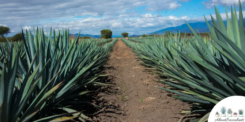 Palmer’s Agave