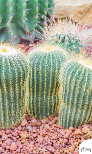 Parodia rubibuenekeri plant