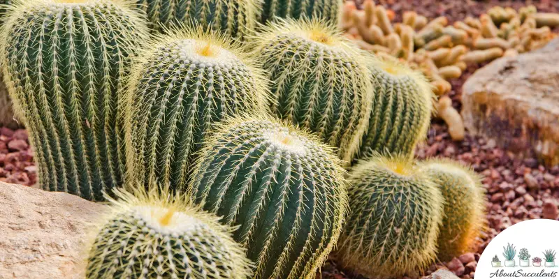 Parodia rubibuenekeri succulent