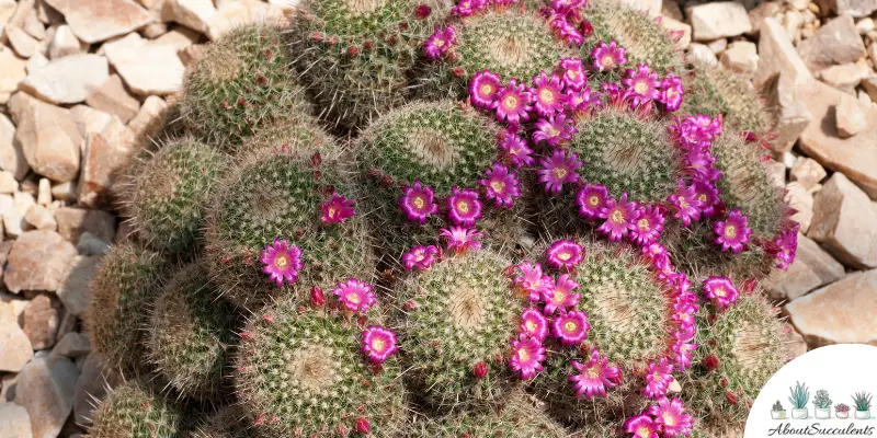 Pincushion Cactus