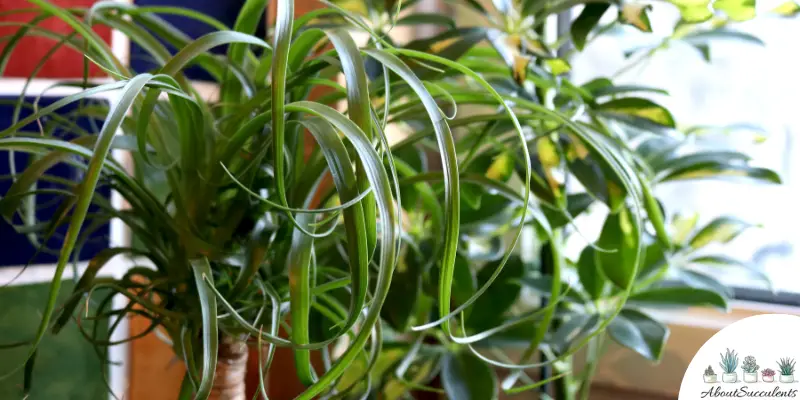 Ponytail Palm