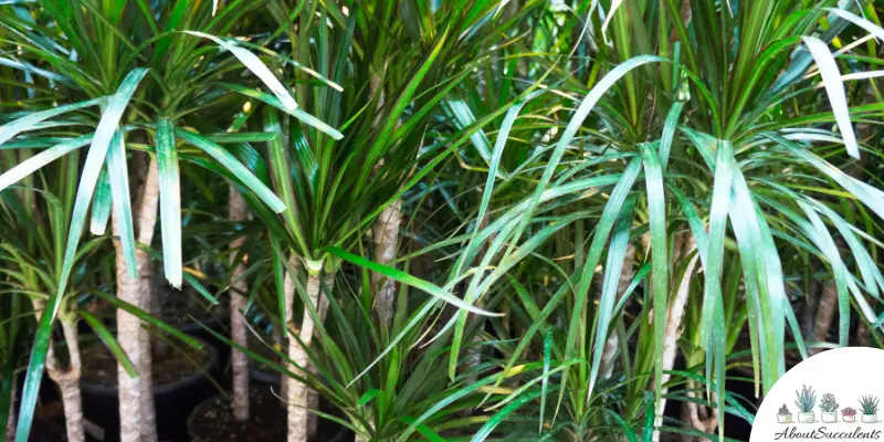 Ponytail Palm