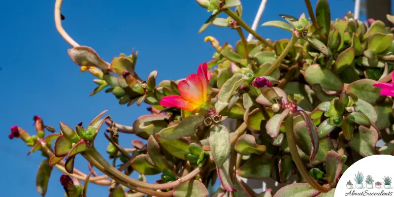 Portulacaceae