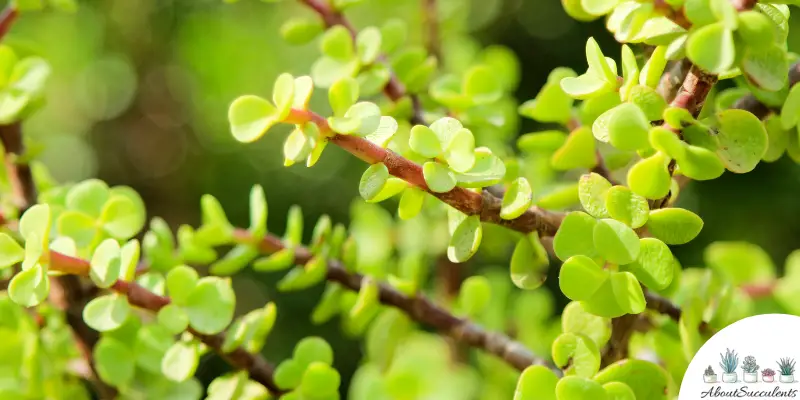 Portulacaria afra succulent