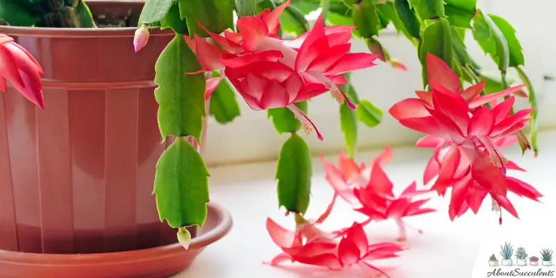 Schlumbergera