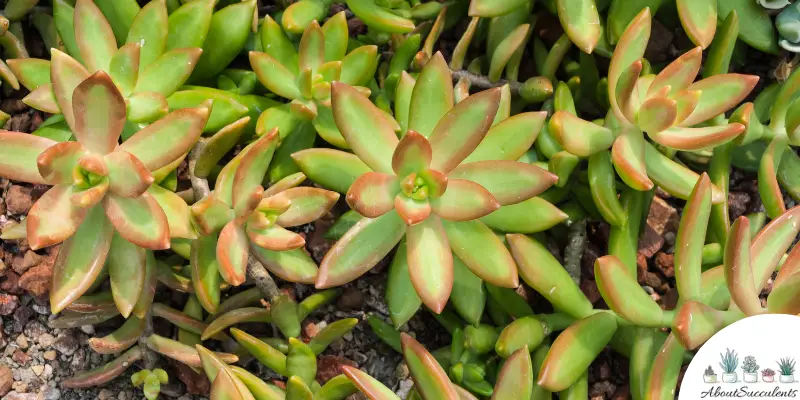 Sedum Nussbaumerianum