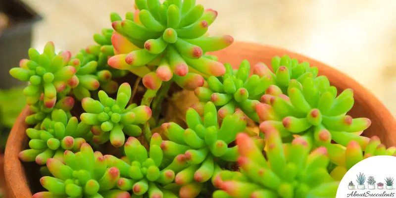 Sedum Rubrotinctum