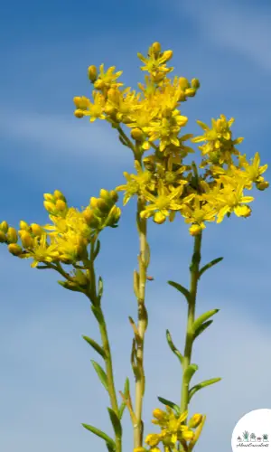 Sedum reflexum plant