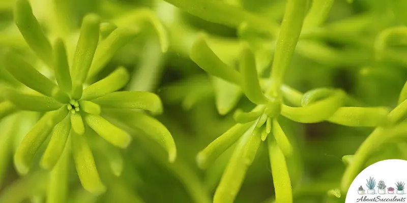 Sedum reflexum succulent