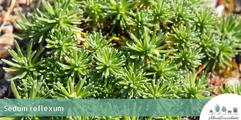 Sedum reflexum