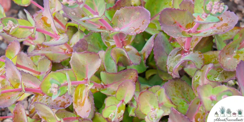 Sedum spurium ‘Tricolor’ plant