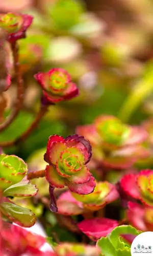 Sedum spurium ‘Tricolor’ succulent