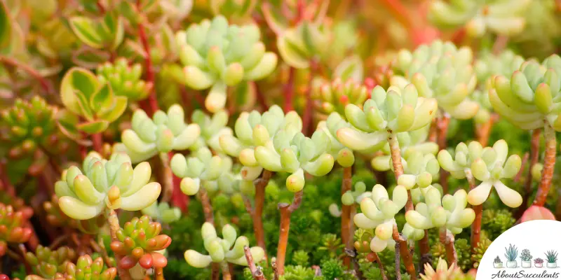 Sedum