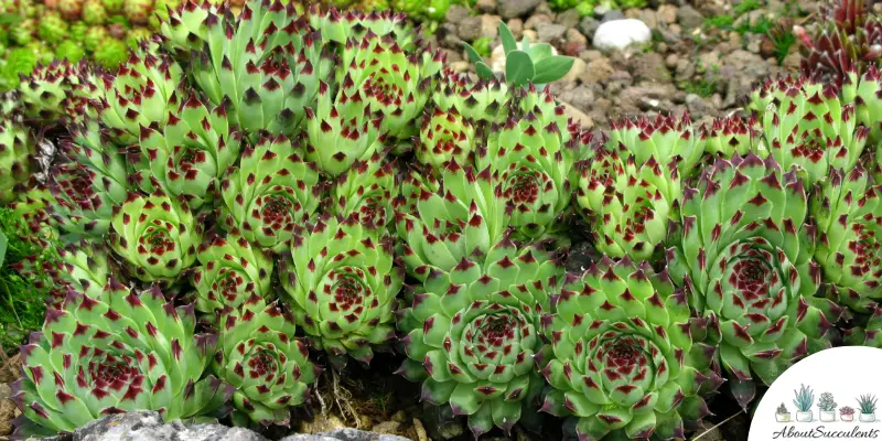 Sempervivum