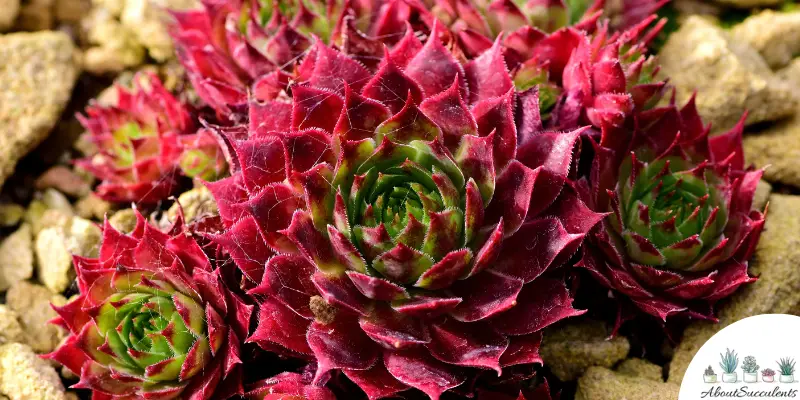 Sempervivum Red Rubin