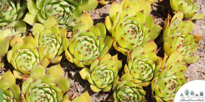 Sempervivum globiferum plant