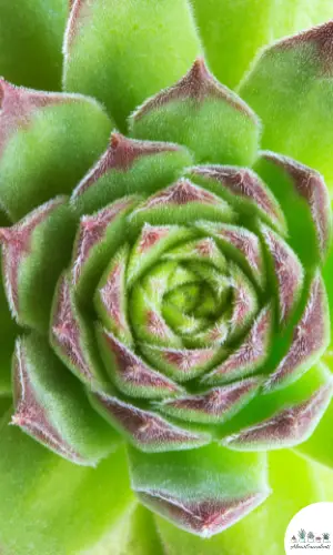 Sempervivum globiferum succulent