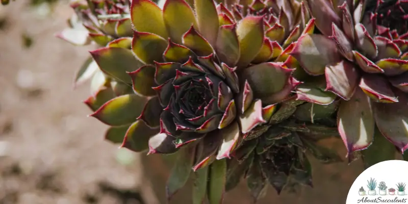 Sempervivum heuffelii ‘Irene’ plant