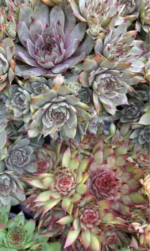 Sempervivum heuffelii ‘Irene’ succulent