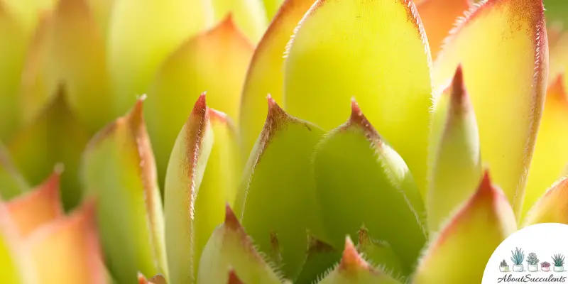 Sempervivum heuffelii ‘Lemon Sky’ plant