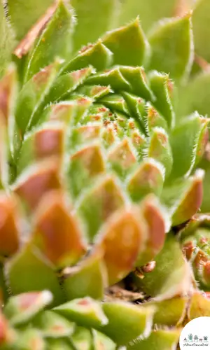 Sempervivum heuffelii ‘Lemon Sky’ succulent