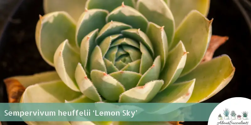 Sempervivum heuffelii ‘Lemon Sky’
