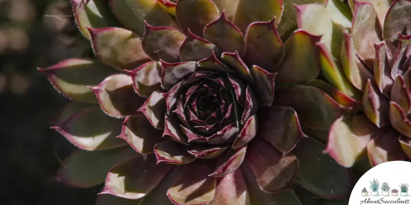 Sempervivum ‘Dea’ plant