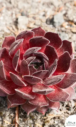 Sempervivum ‘Dea’ succulent