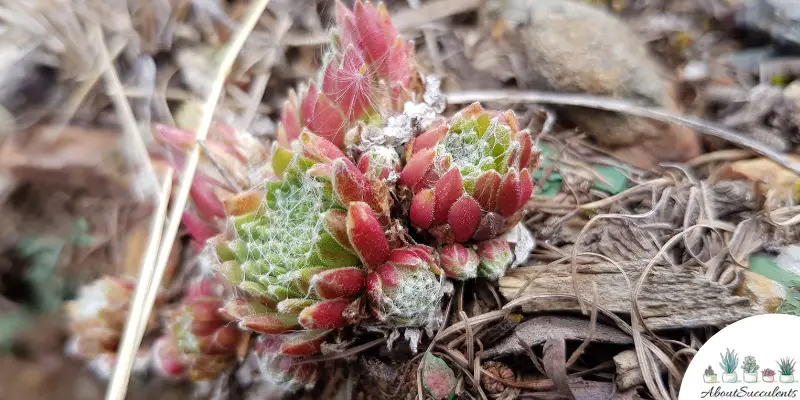 Sempervivum ‘Hot Shot’ succulent