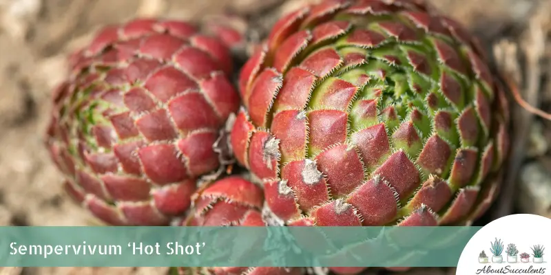 Sempervivum ‘Hot Shot’