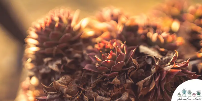 Sempervivum ‘Mark Weller’ plant