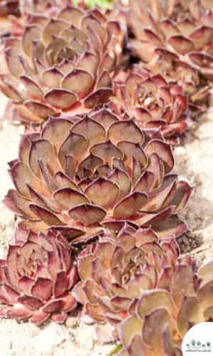 Sempervivum ‘Mark Weller’ succulent