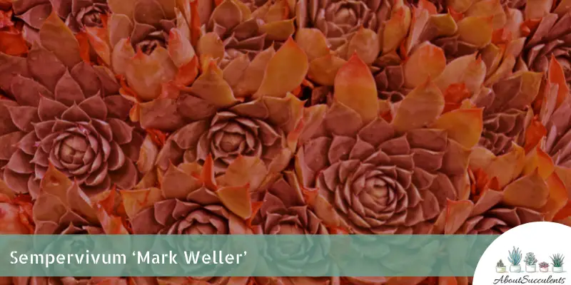 Sempervivum ‘Mark Weller’