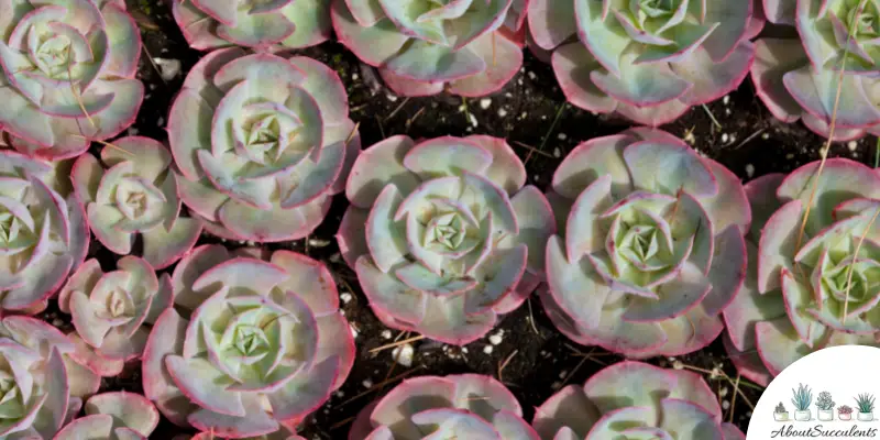 Sempervivum ‘Pink Lemonade’ plant