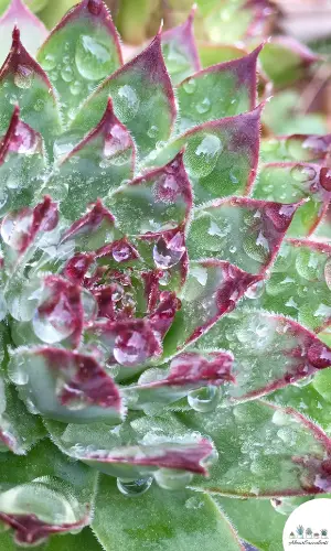 Sempervivum ‘Pink Lemonade’ succulent