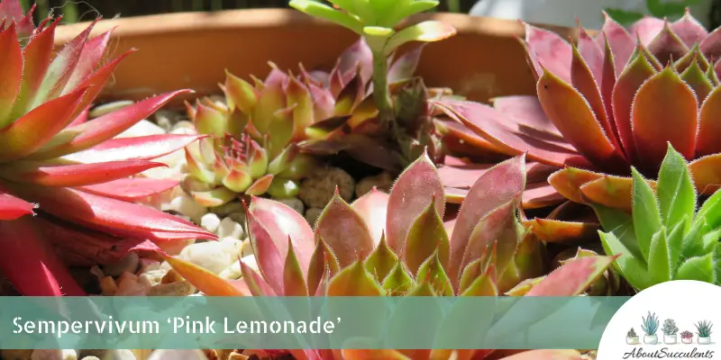 Sempervivum ‘Pink Lemonade’