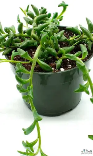 Senecio peregrinus plant