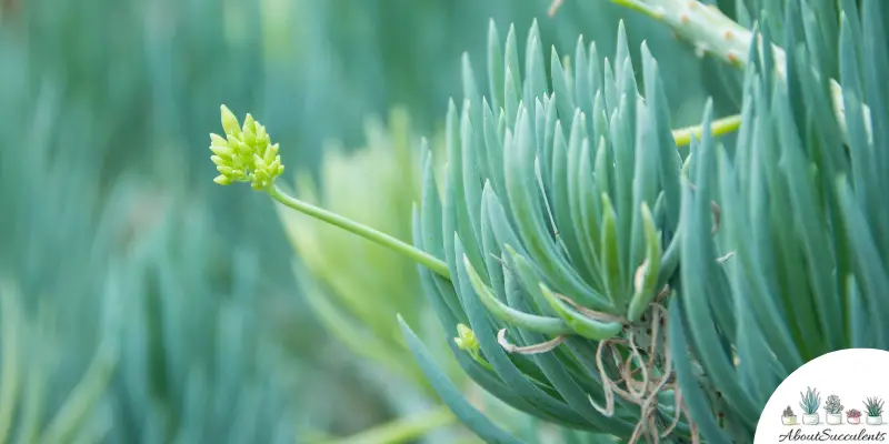 Senecio