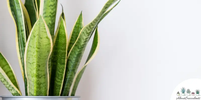 Snake Plant