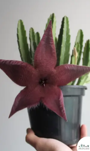 Stapelia gigantea care