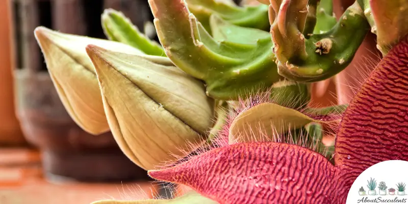 Stapelia gigantea plant