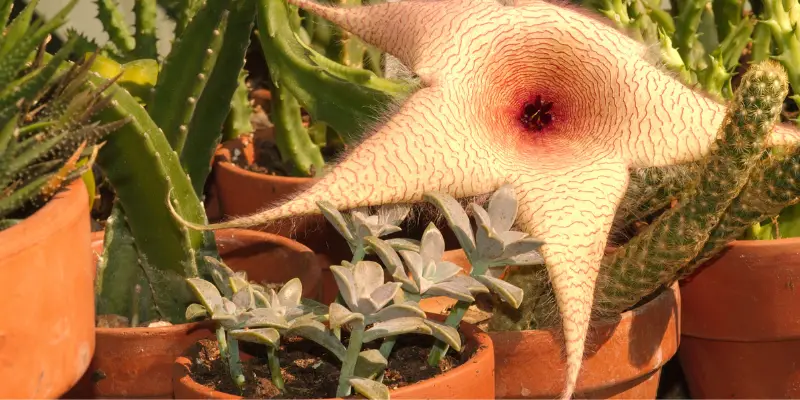 Stapelia gigantea succulent